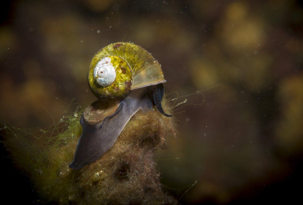 Байкальский эндемик.