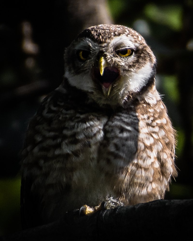 Photograph by SOUMADRI CHOWDHURY