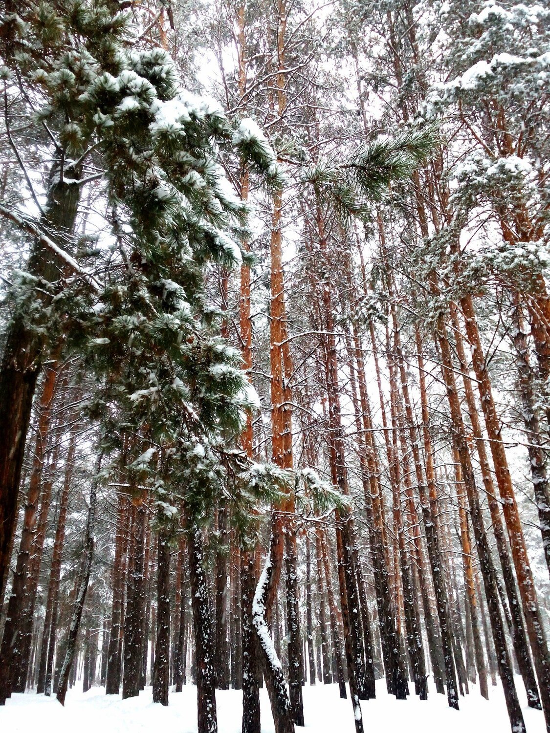 Photo #4419922