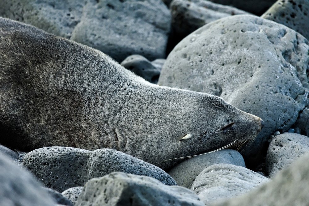 Hiding in Plain Sight