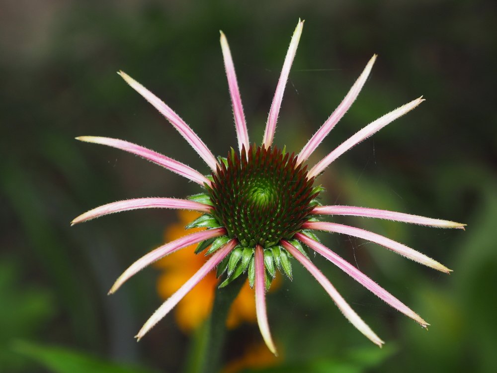 Sunrise of an autumn star