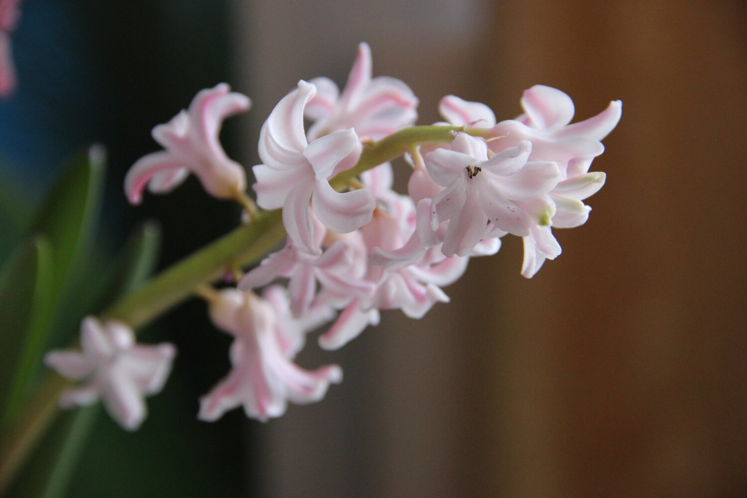 Photo #4420089