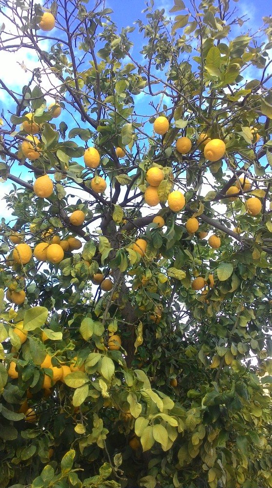 Кипрские лимоны
