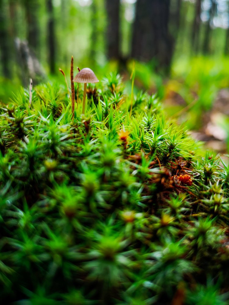 Одинокий гриб. Lonely mushroom.