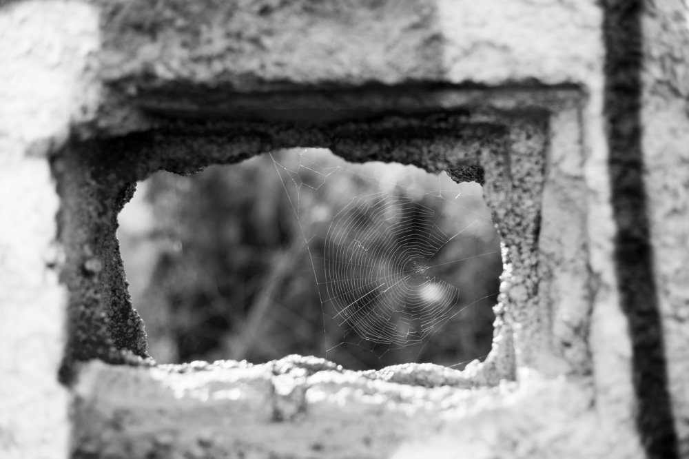 Photograph by Carlos Alberto Sequeira