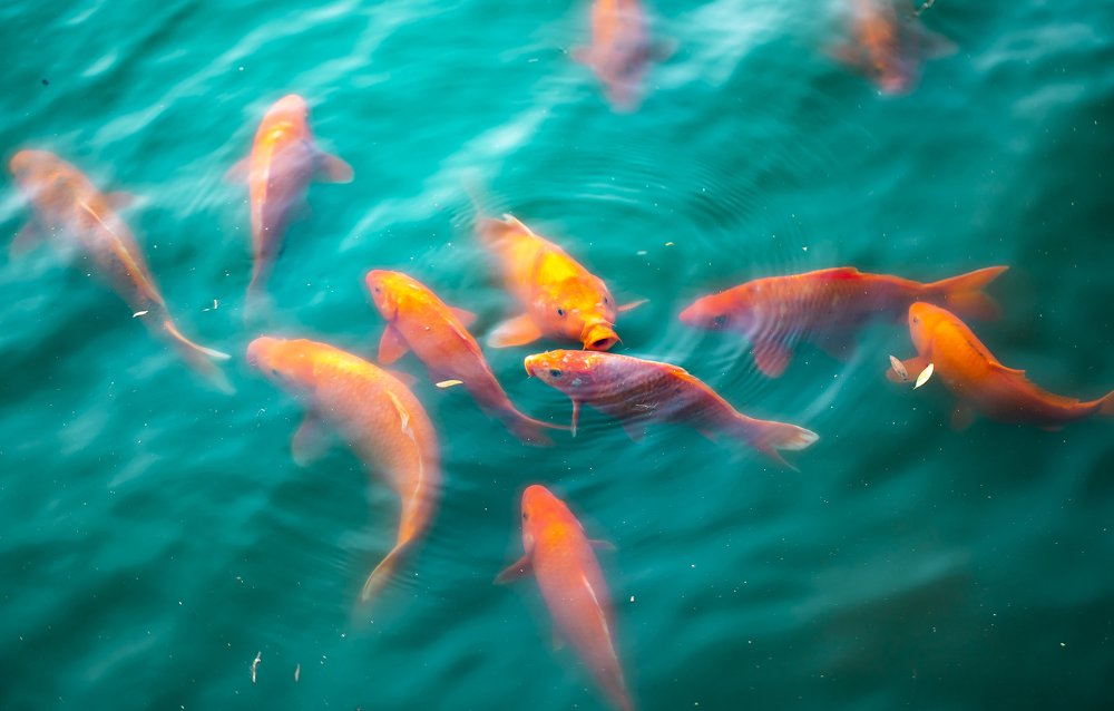 Photograph by Андрей Петрухин