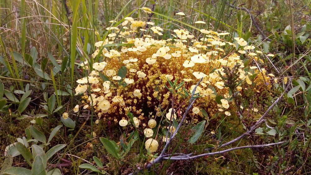 Болотное чудо Севера / Swamp miracle of the North.