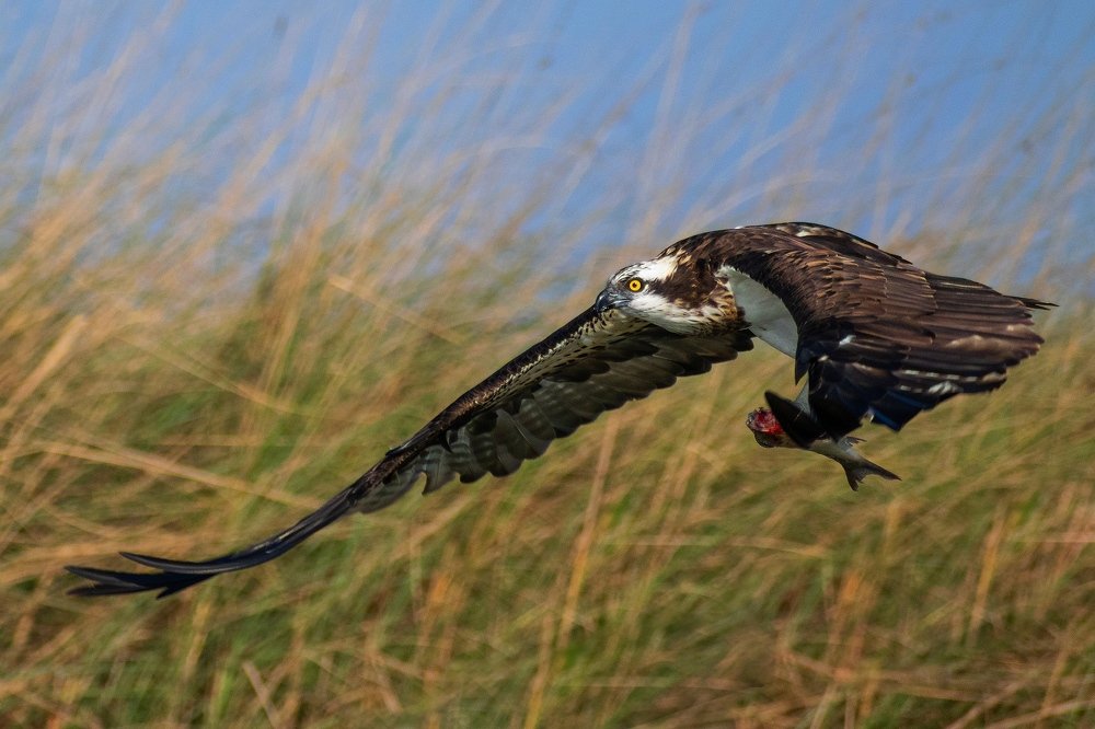 Osprey with Prey