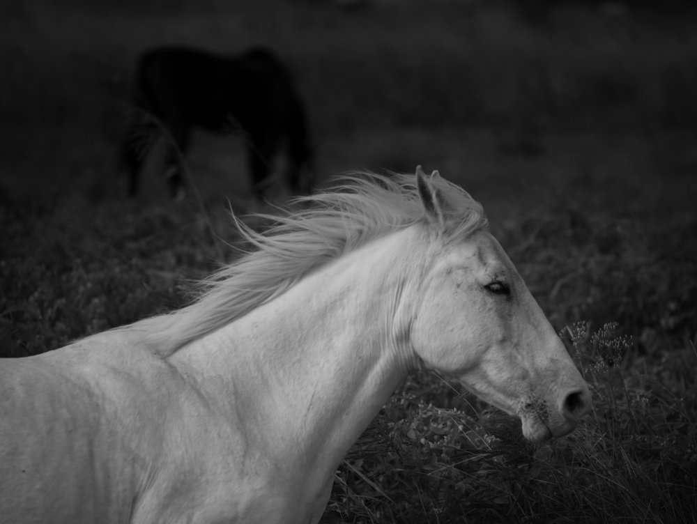 Photograph by Naghi Mircea