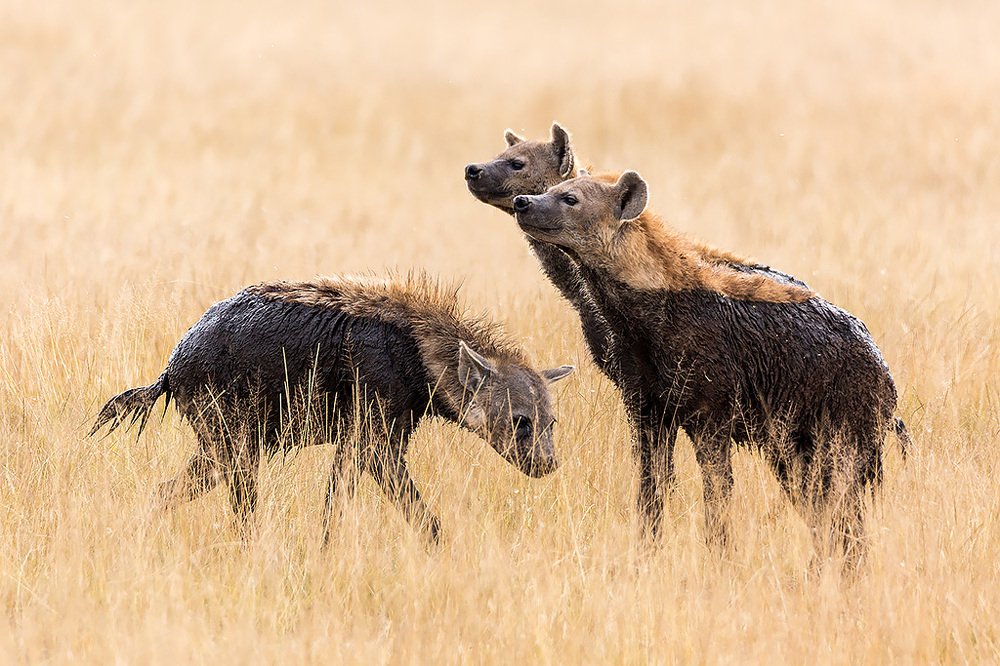 Photograph by Сергей Савви