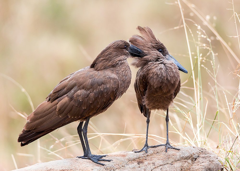 Photograph by Сергей Савви