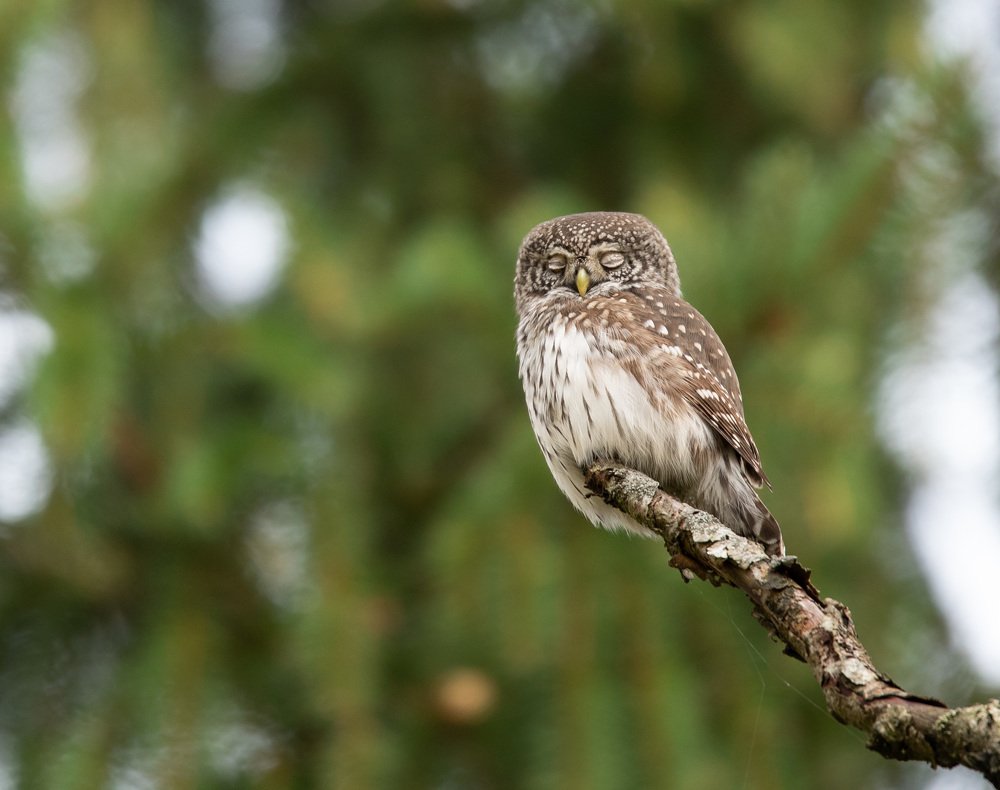 Photograph by Владимир Пакалевич