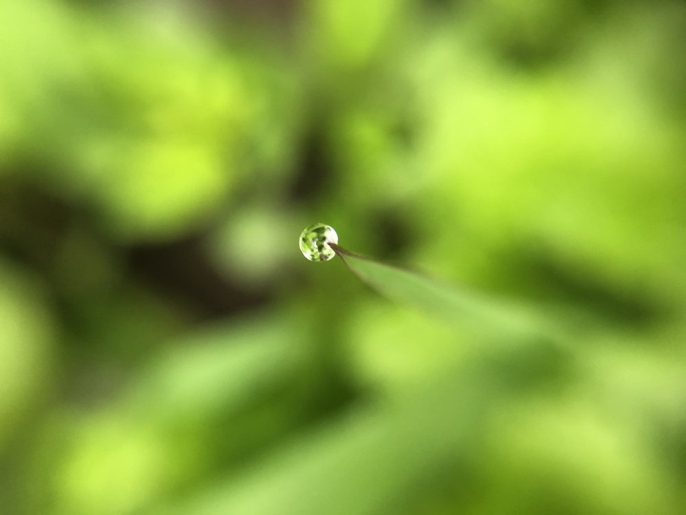 Photograph by Elvira