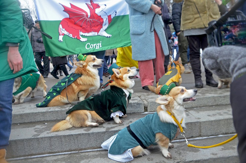 Маленькие драконы