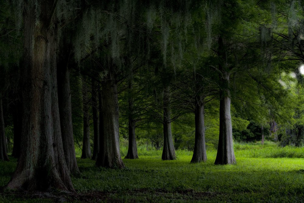 Magic Forest.