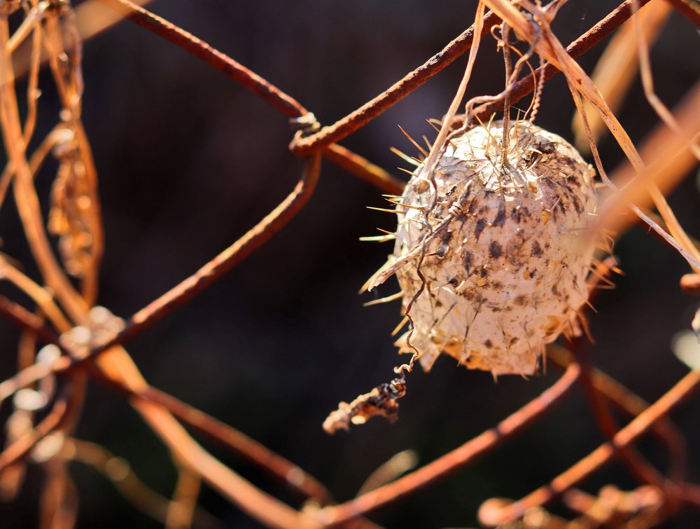 Эхиноцистис