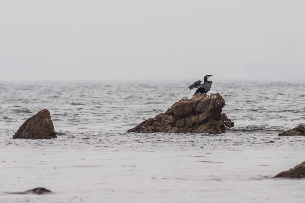 Баклан в бухте Аякс