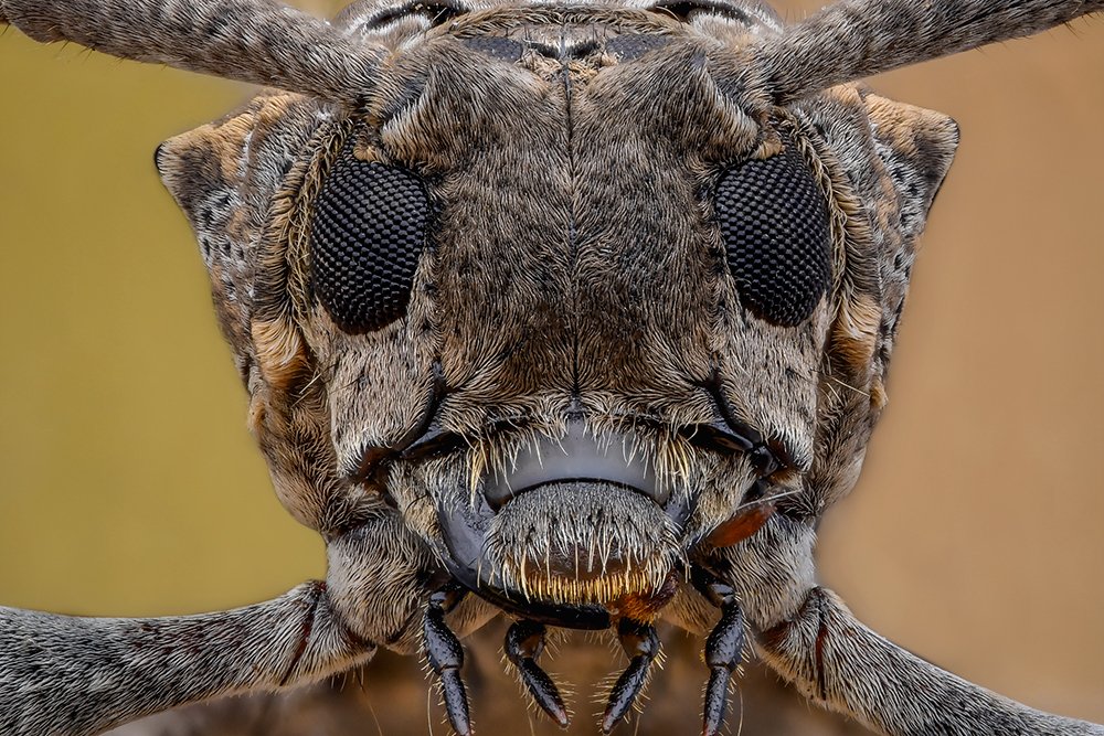 Pequeño Mundo Explorador