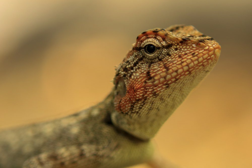 Photograph by  Anantha krishnan