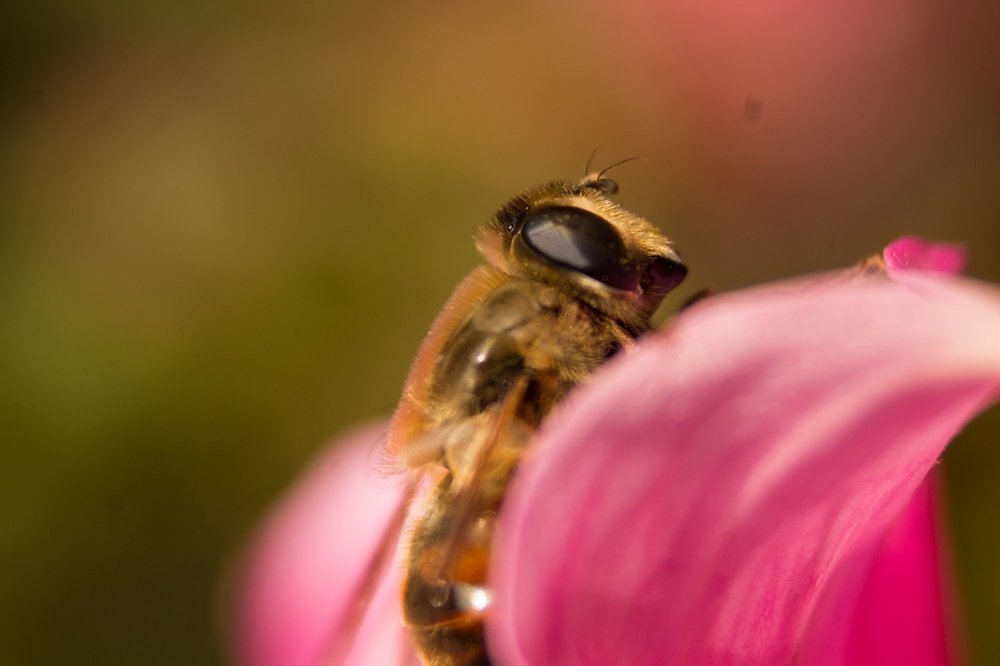 Photograph by Екатерина Петрова