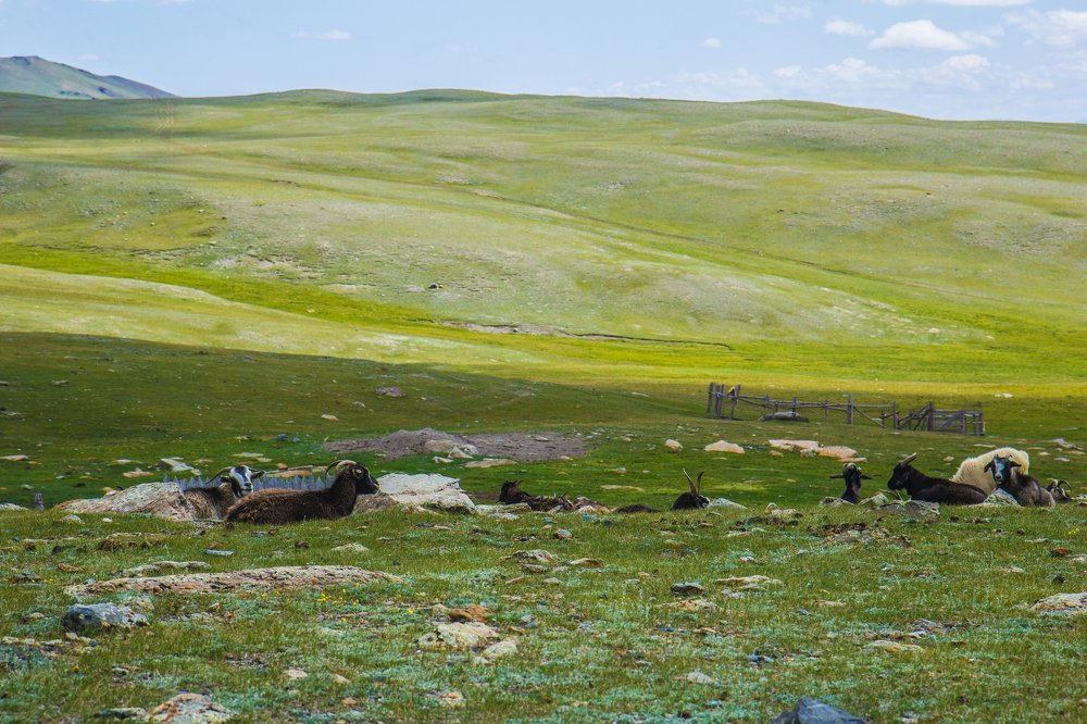 Алтайские козочки