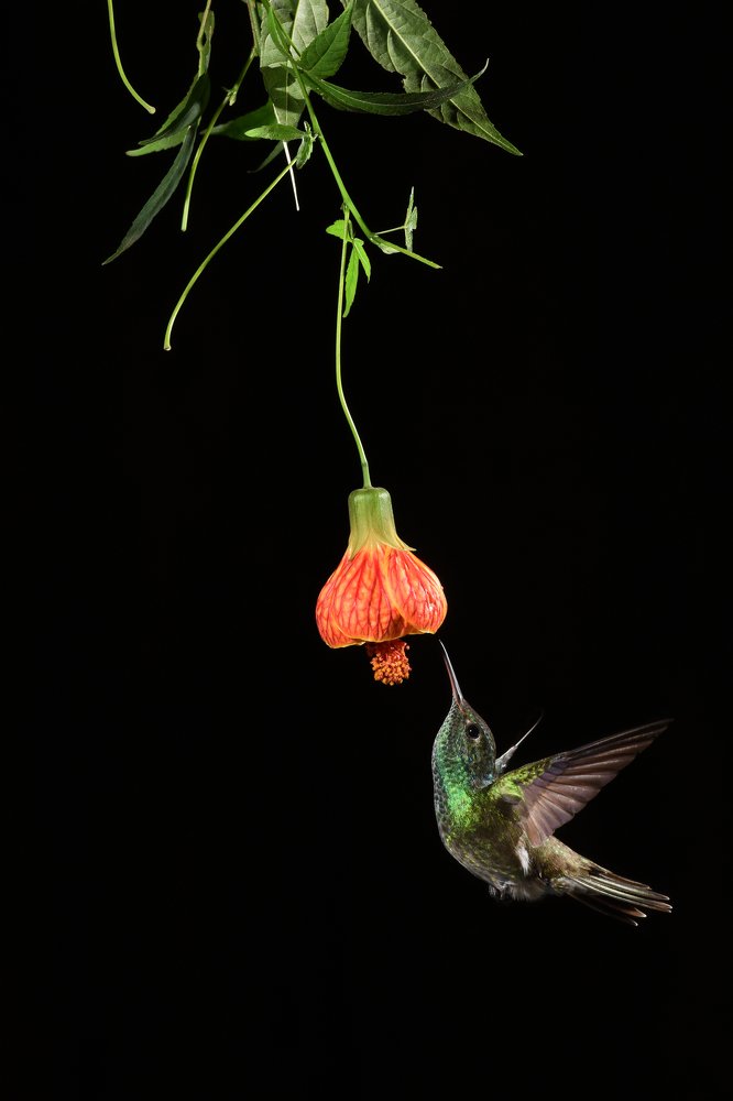 Versicoloured emerald