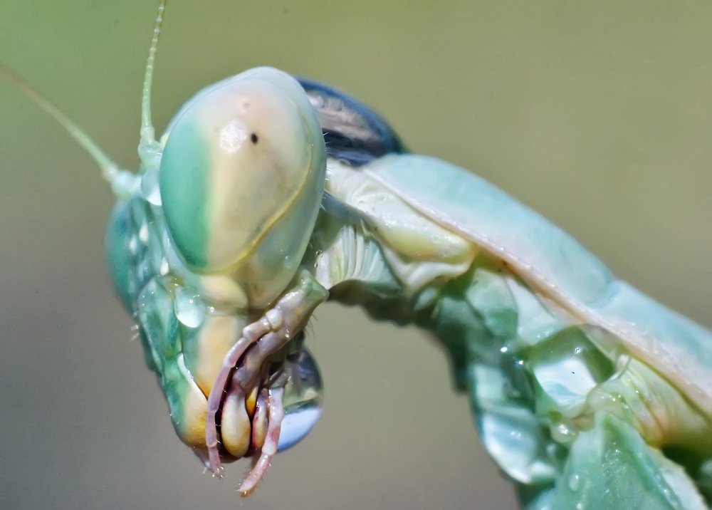 Photograph by Omid Farrokh