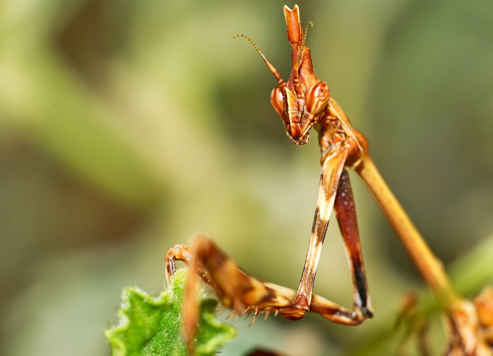 Photograph by Omid Farrokh