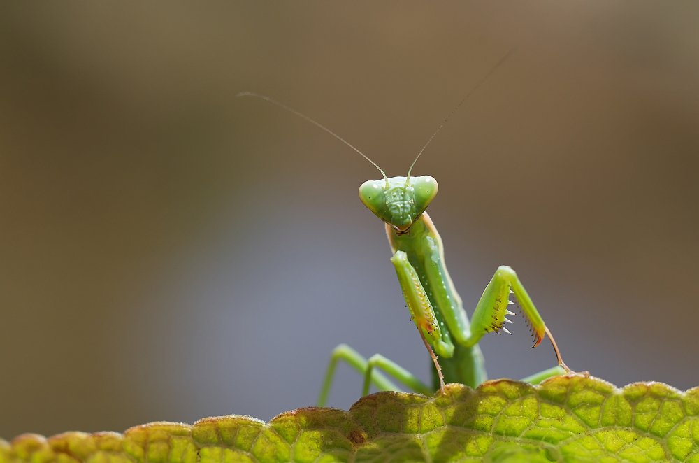 Photograph by Omid Farrokh