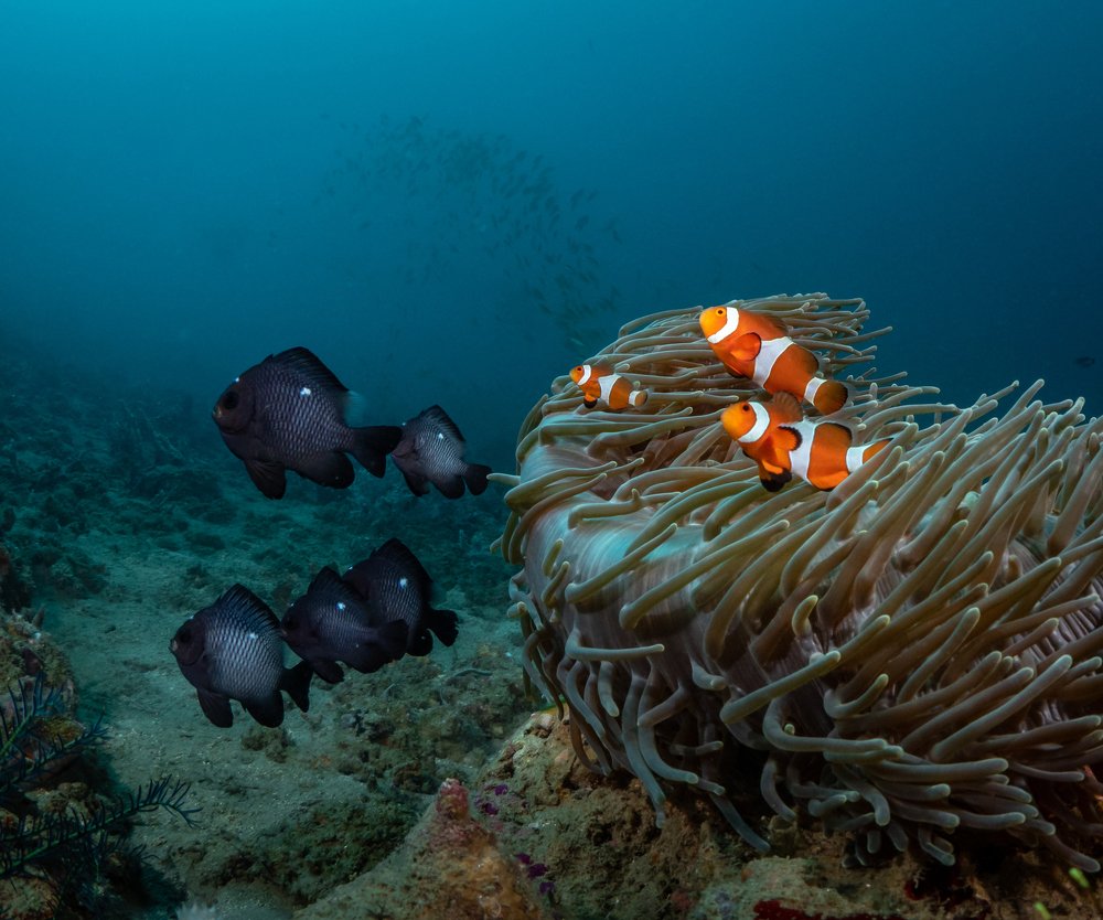 Photograph by Андрей Савин