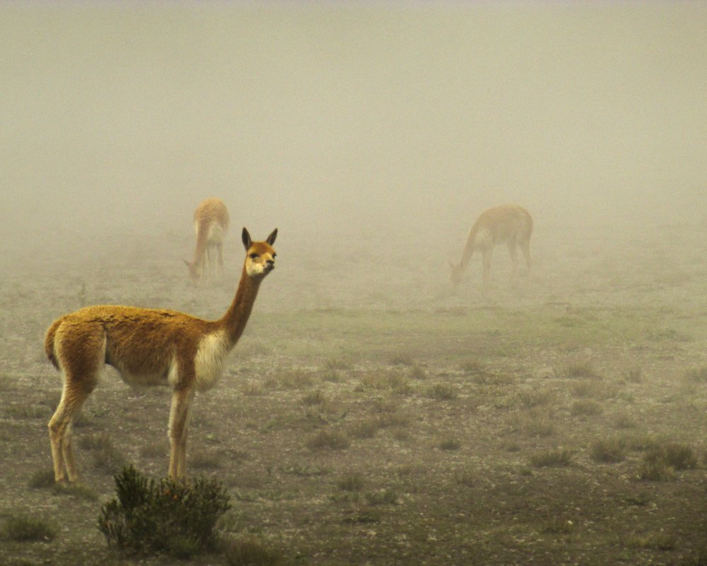 Photograph by Johana Monserrath Goyes Guerra