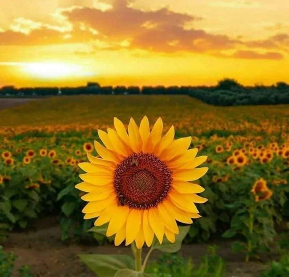 Photograph by bessem hattab