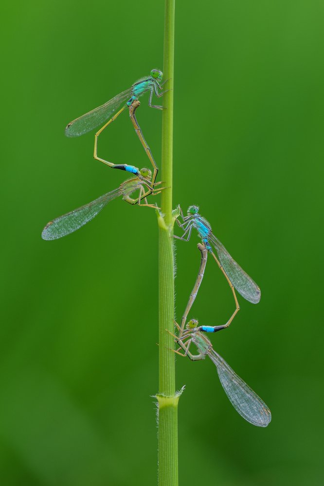 Duos mating damselfly