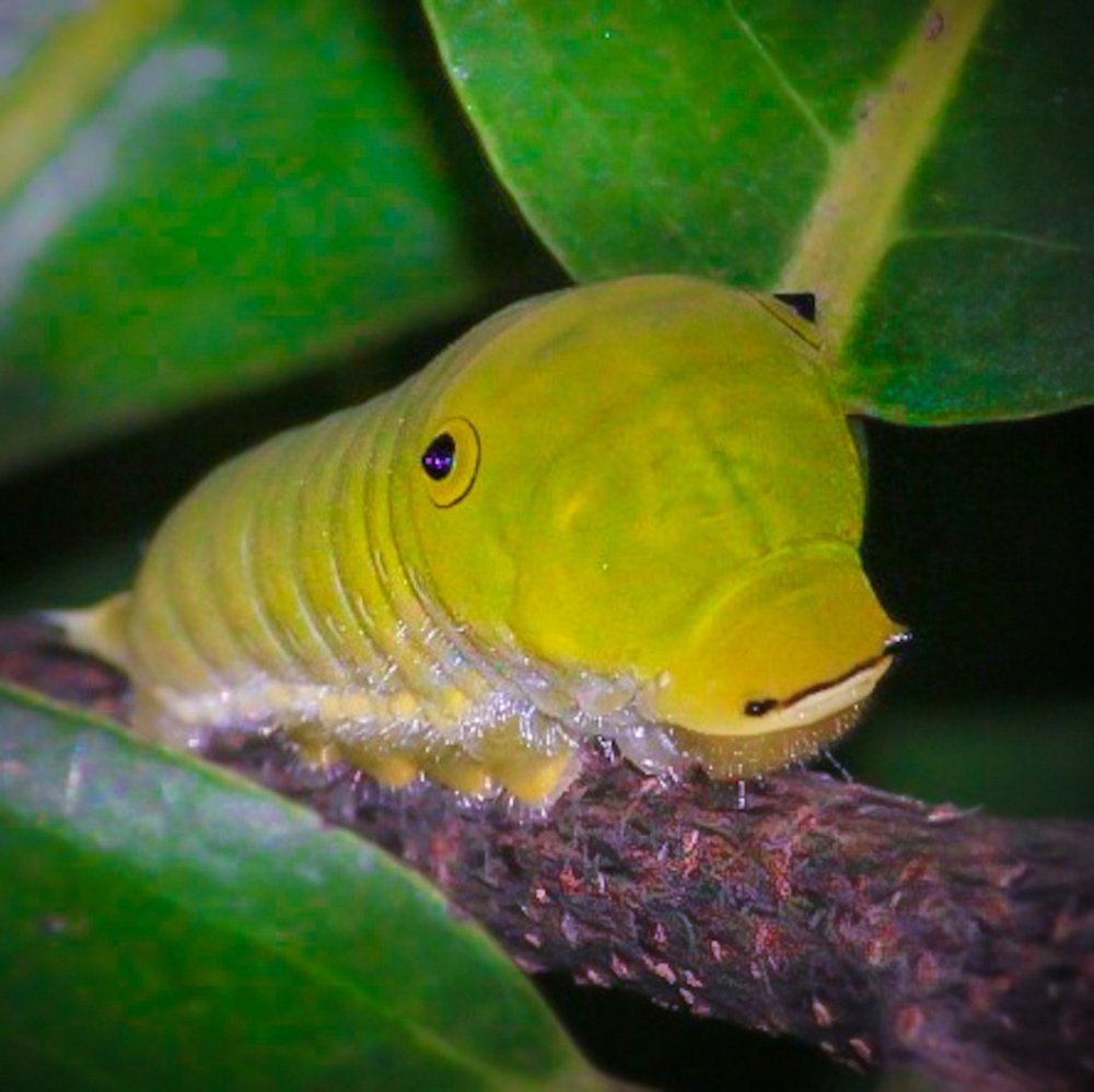 Caterpillar