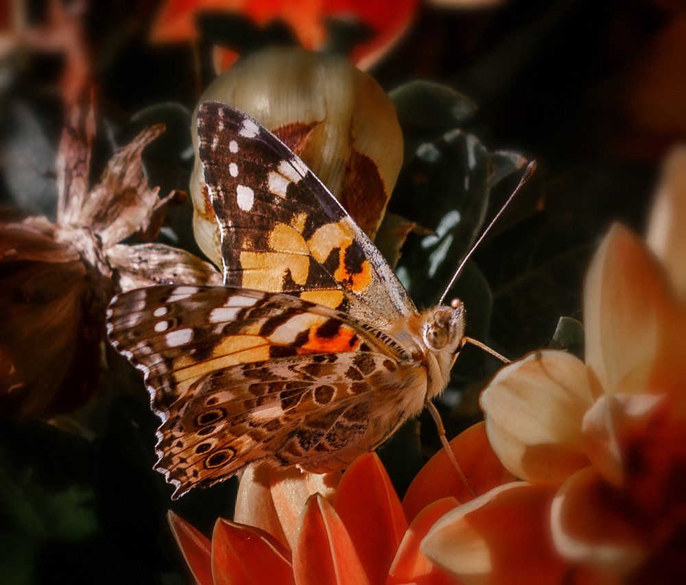 Photograph by Басалаев Евгений