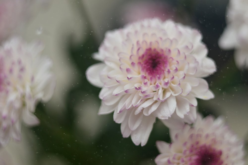 Хризантемы