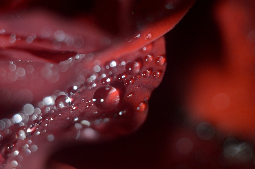 Капли на лепестках розы