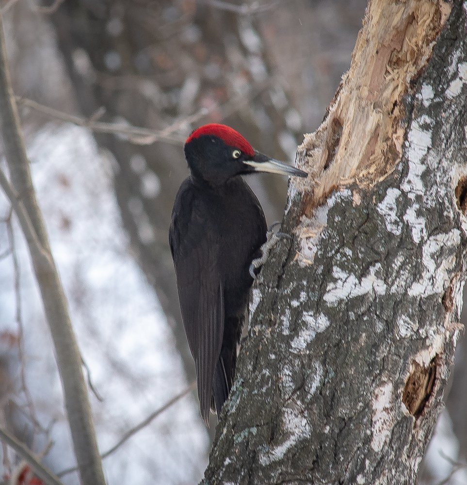 Photograph by Инна Макеева