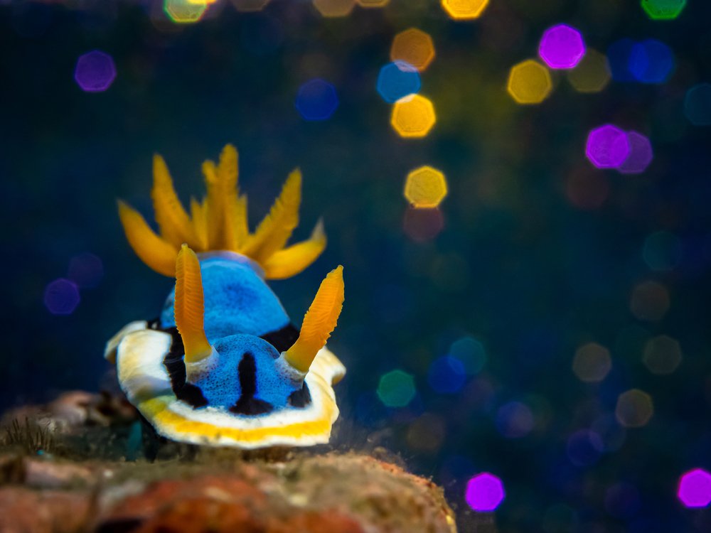 Огни Москвы