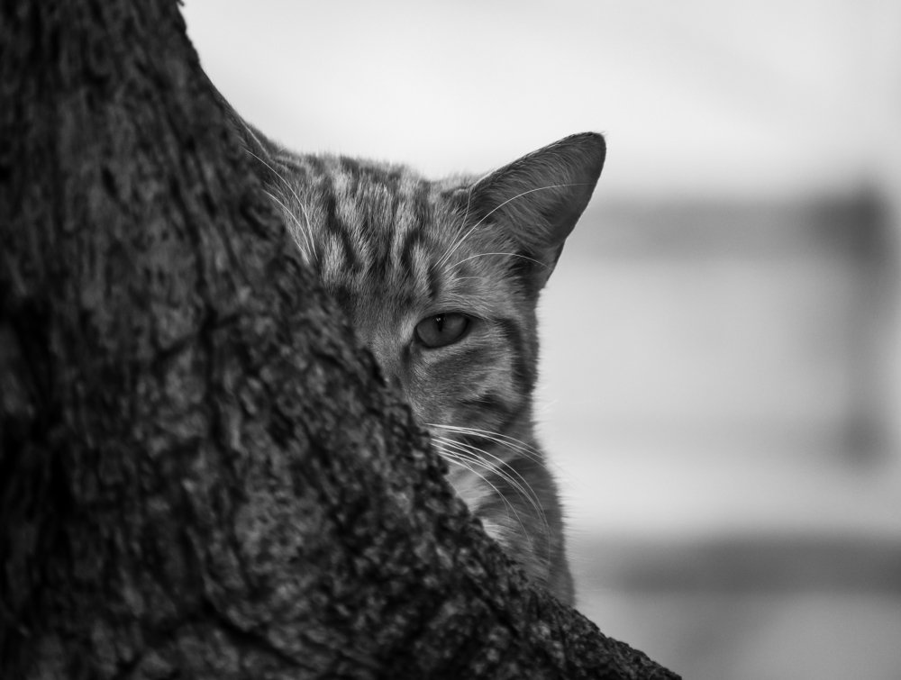 Photograph by Георгий Акопджанов