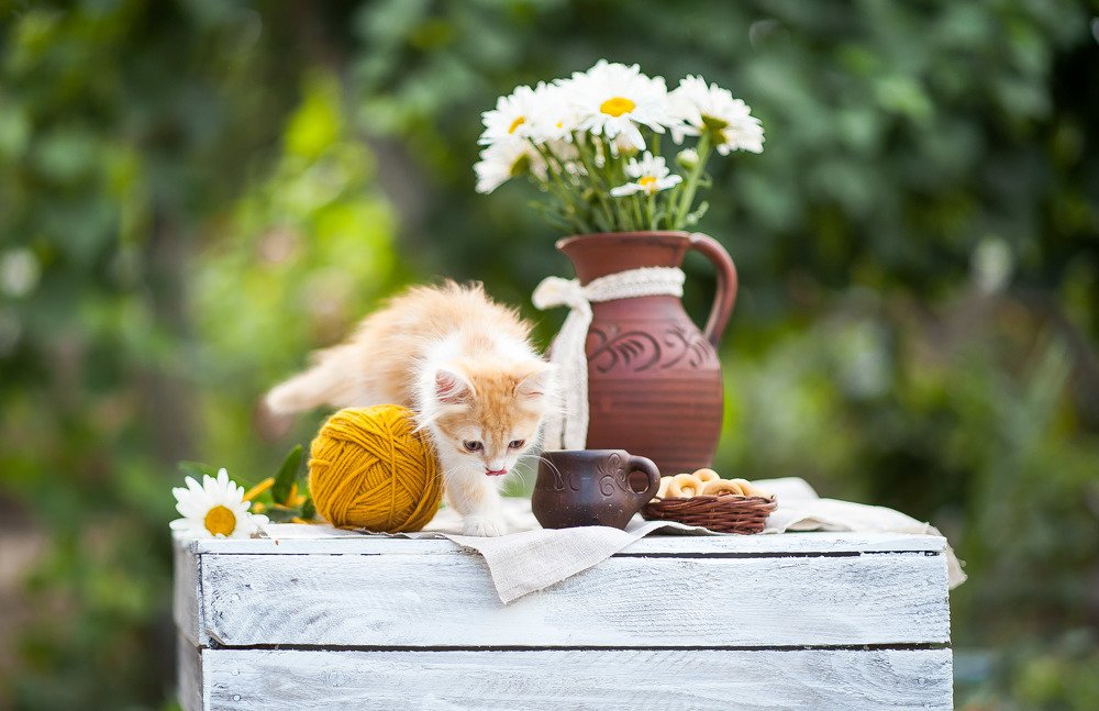 Photograph by Яна Украинец