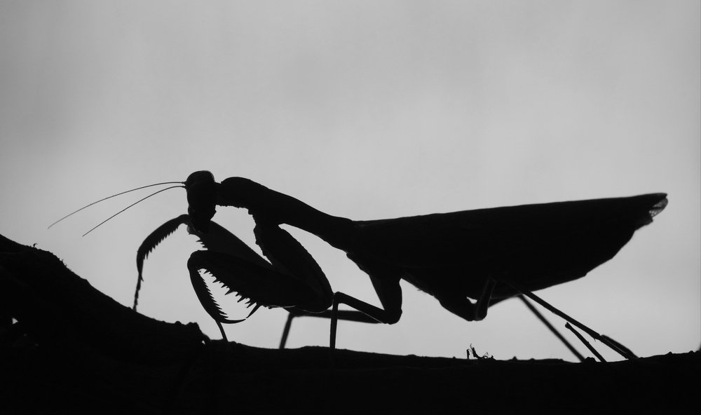 Photograph by Maurizio