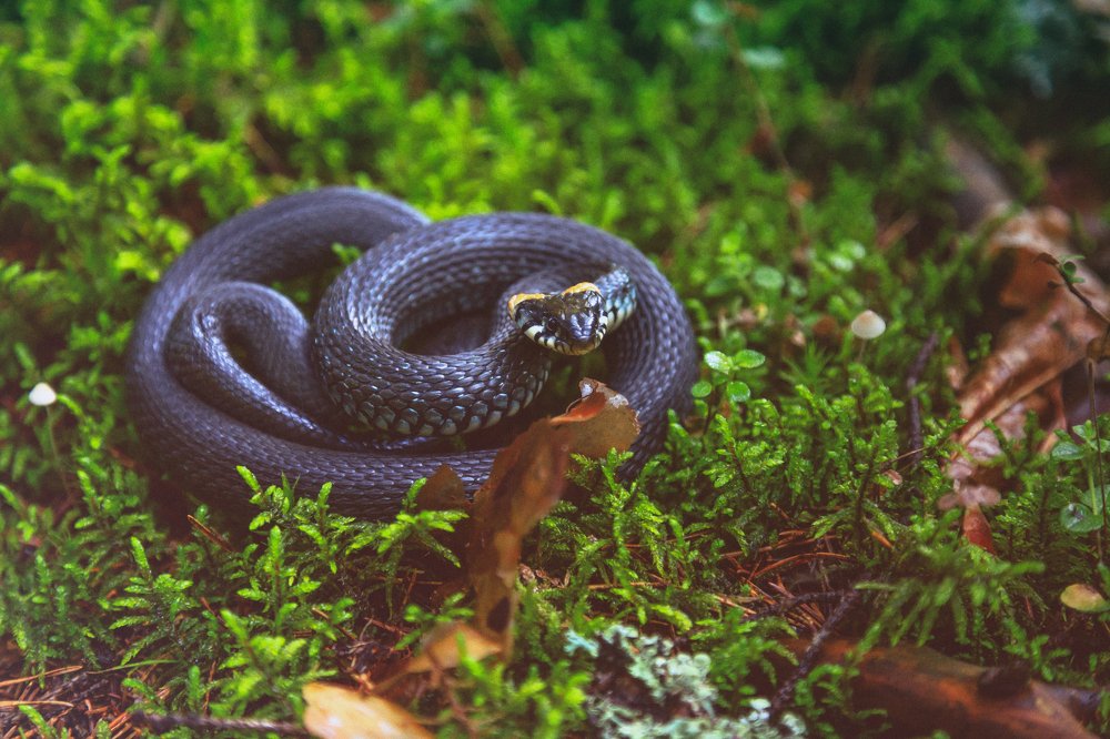 Photograph by Виктор Симонов