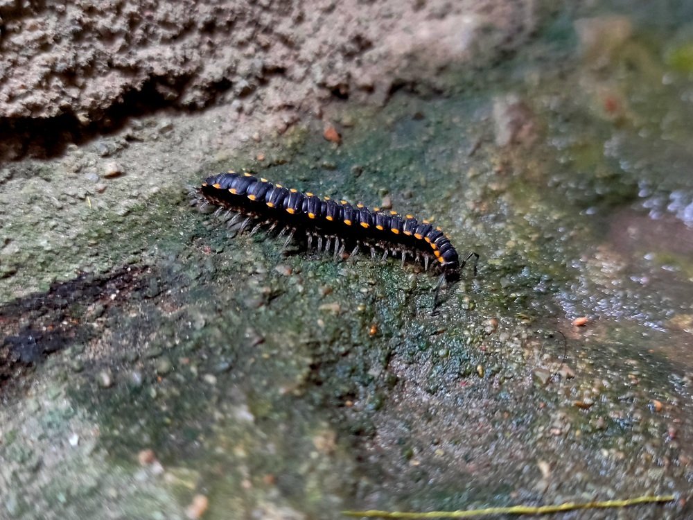 Caterpillar