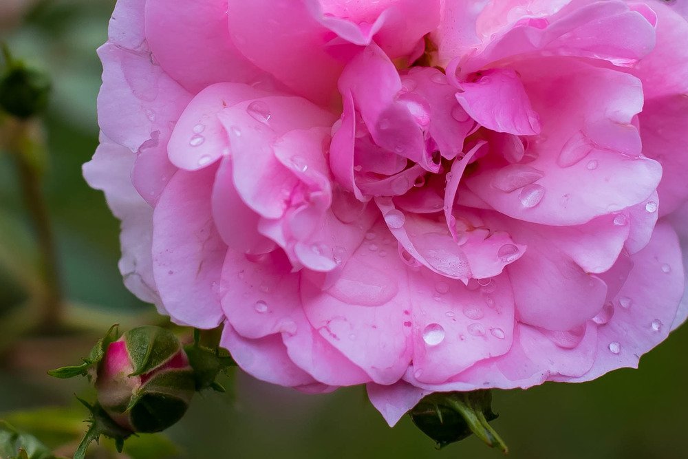 Photograph by Александра Понятовская