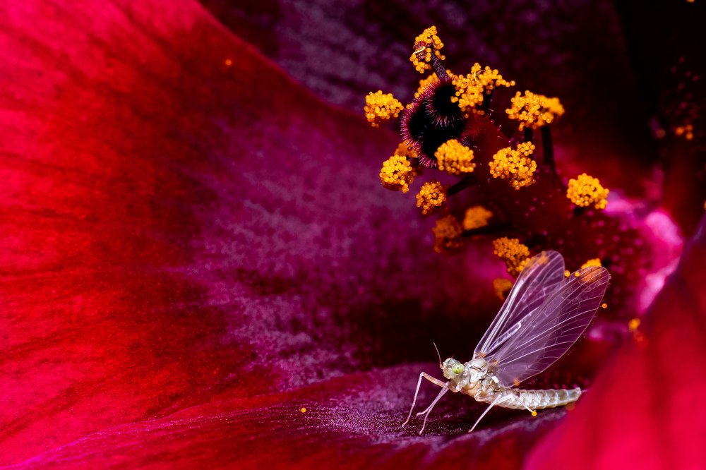 Photograph by Dibyendu Saha