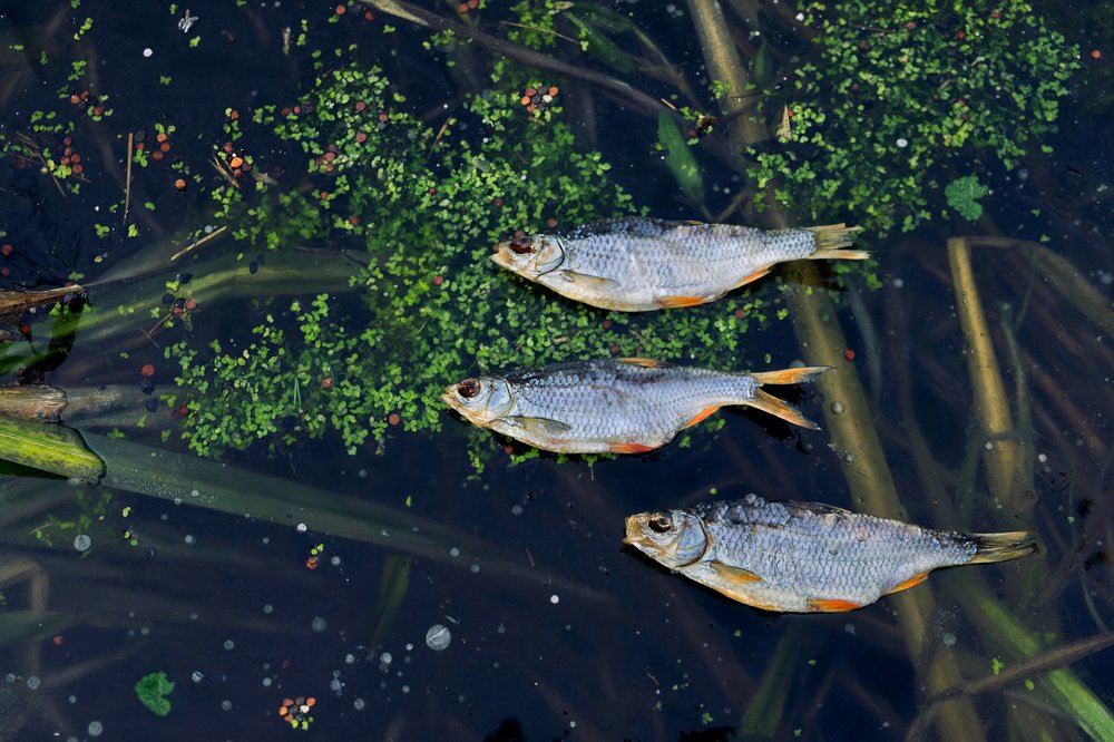 Photograph by Михаил Тонконожко