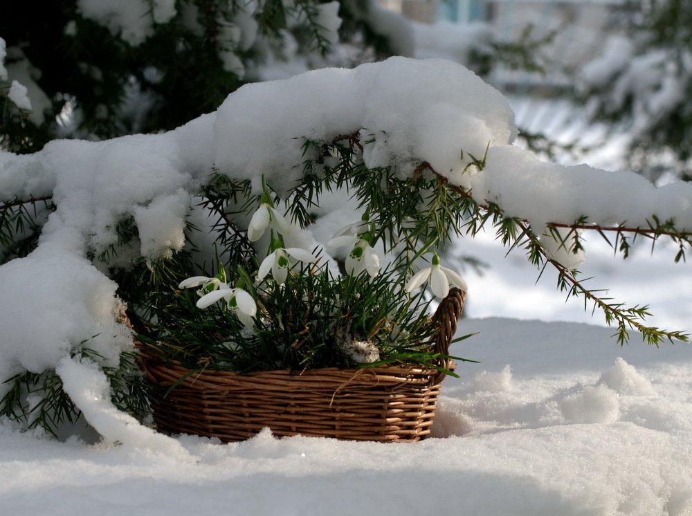 Непредсказуемый февраль...
