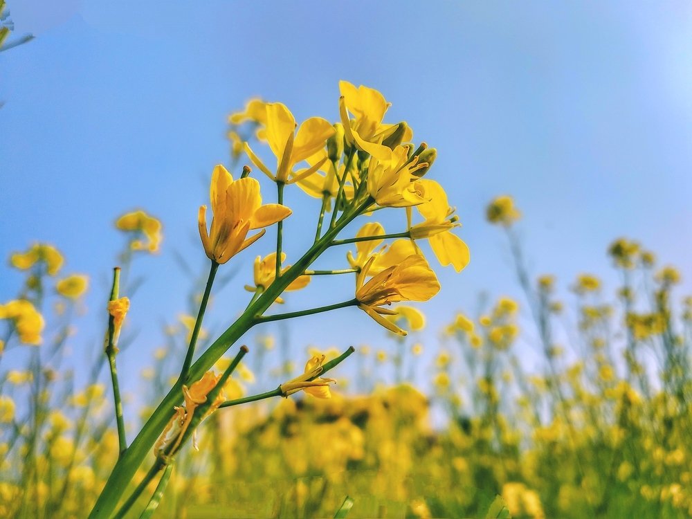 Beauty Of Mustard Plant