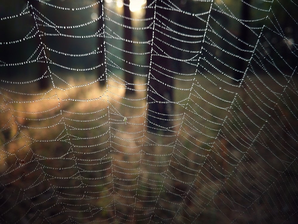 Сквозь тонкие сети